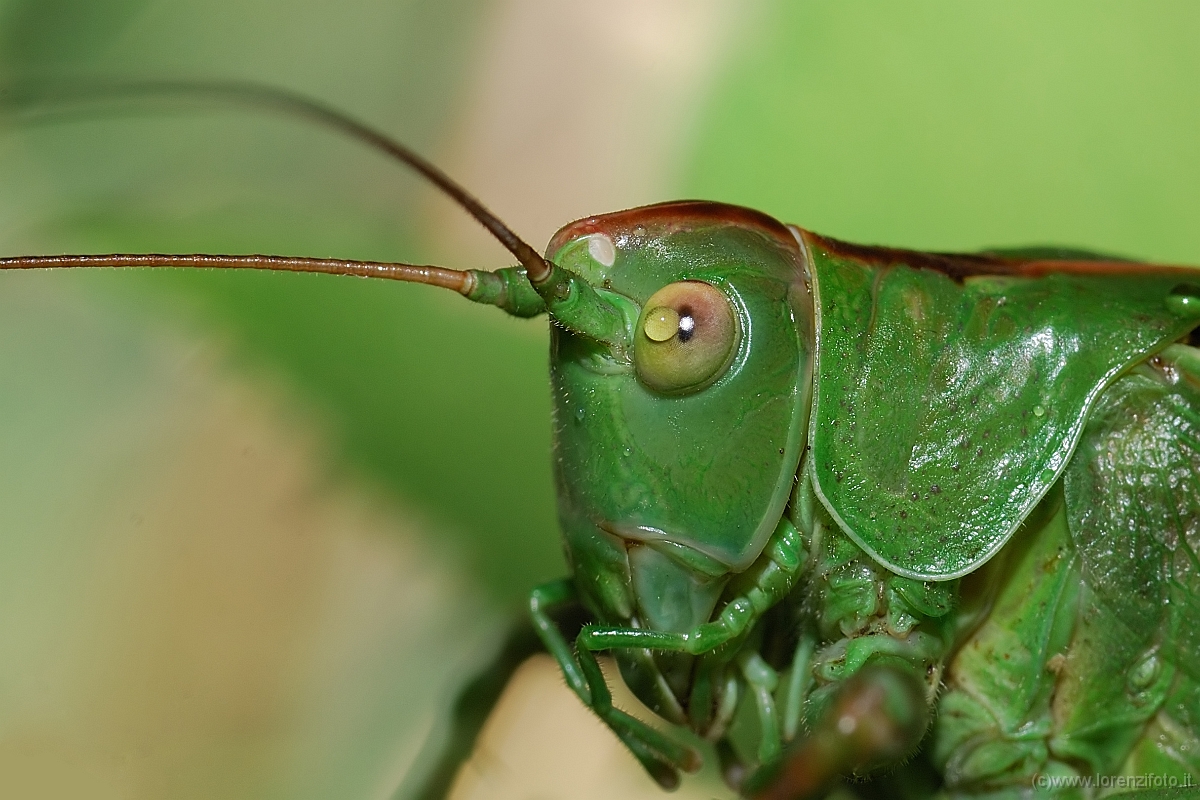 Tettigonia viridissima.jpg